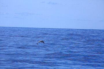 Fototapeta premium Dolphin jumbing high in blue indian ocean