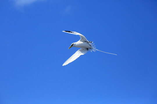 White tailed tropic bird flying over ocean in reunion island
