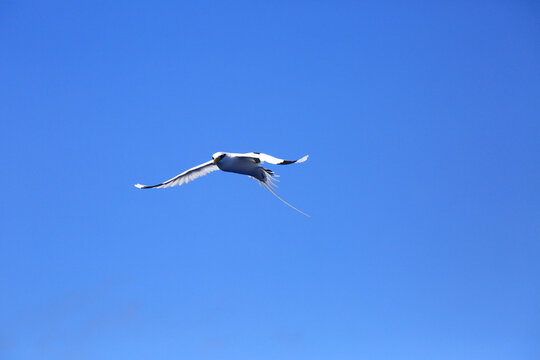 White tailed tropic bird flying over ocean in reunion island