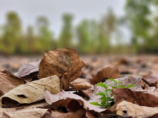 Green among Dry Leaves