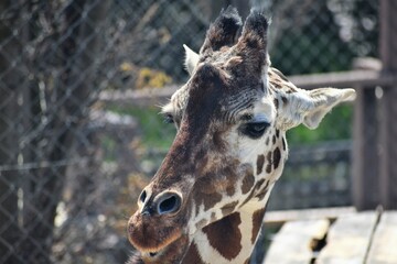 自然, 野生生物, 黒,  青, 緑, 動物相, 動物園,京都動物園,京都岡崎動物園,岡崎動物園,公園,動物,キリン,麒麟