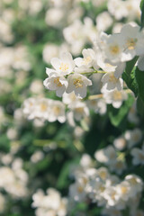 Blooming bush of mock orange sunny day in garden.