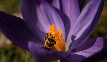 bee on flower
