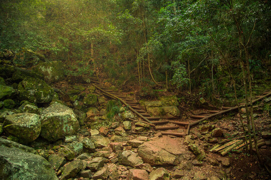 Beautiful shot of Constantia Forest in Cape Town, South Africa
