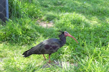 ホオアカトキ,自然, 野生生物, 黒,  青, 緑, 動物相, 動物園,京都動物園,京都岡崎動物園,岡崎動物園,公園,動物