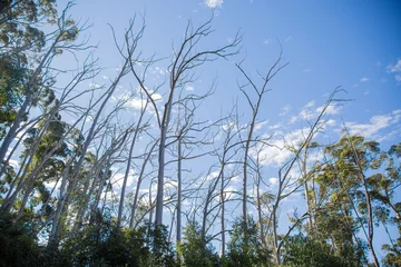 Fotobehang Low angle shot of bare trees in Constanta Nek forest in Cape Town © Stevensonstudio/Wirestock Creators