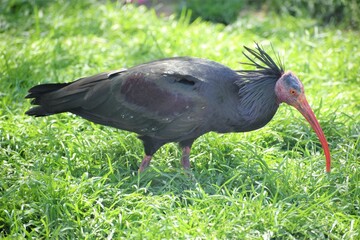 ホオアカトキ,自然, 野生生物, 黒,  青, 緑, 動物相, 動物園,京都動物園,京都岡崎動物園,岡崎動物園,公園,動物