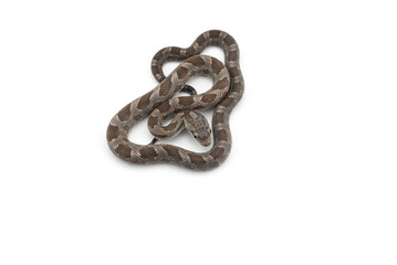 beautiful colorfull Rat Snake isolated on white background