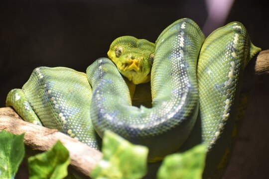 「青大将」の画像 - 282 件の Stock 写真、ベクターおよびビデオ | Adobe Stock