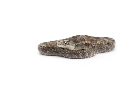 beautiful colorfull Rat Snake isolated on white background