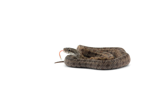 beautiful colorfull Rat Snake isolated on white background