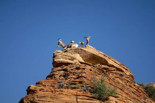 Group of argali on a cliff in Zion national park, Utah