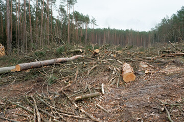 ecological catastrophy. deforestation . illegal deforestation.