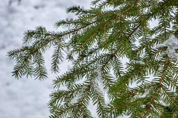 Spruce branch with small green needles under fluffy fresh white snow close-up. blurry winter forest in the background