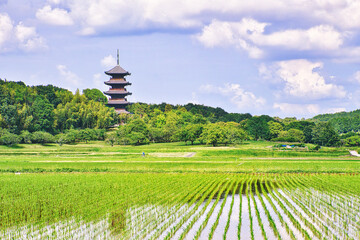 美しい初夏の水田と備中国分寺の五重の塔
