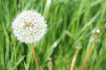 タンポポの綿毛