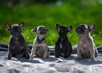 litter of four puppys looking up