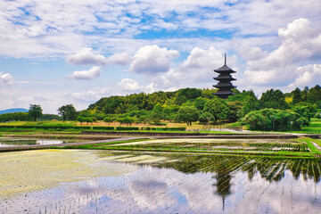 美しい初夏の田園風景｜備中国分寺