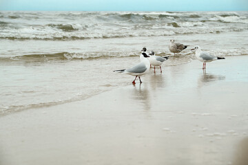 seagulls walk along the seashore.Seagull walking along seashore. Black-headed gull, Chroicocephalus ridibundus