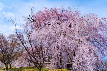 Naklejka premium blooming tree