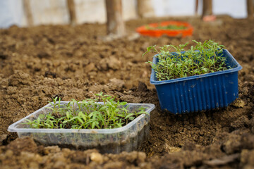 tomato seedling waiting to be planted in the solarium.