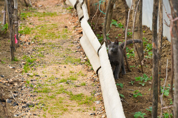 community cat in a rural household. photo during the day.