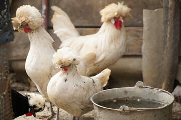 Dutch hens. scene in a rural household. photo during the day.
