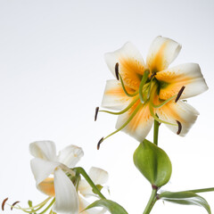 Naklejka na ściany i meble White-orange lily flower with long green stamens isolated on white background.