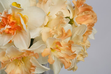 Fototapeta na wymiar Floral wallpaper delicate bouquet of daffodils, macro.