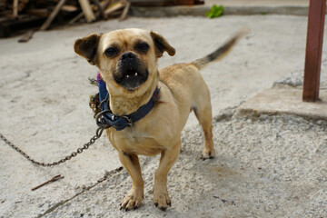 Obraz premium decorative plants. details. photo during the day.