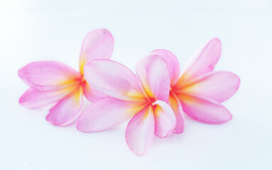 Fototapeta na wymiar Frangipani Flower -Frangipani flower blooms with a white background, pink frangipani flowers isolated white background
