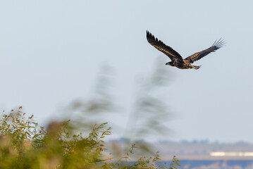 White-tailed eagle, haliaeetus albicilla in a flight