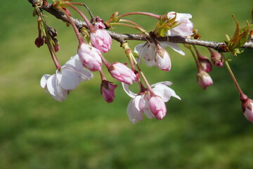 Naklejka na ściany i meble Pink and White Cherry Blossom Buds Against Green Grass Background