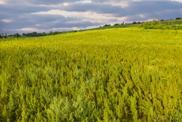 Deurstickers Field of industrial hemp in Slovakia © Fyle