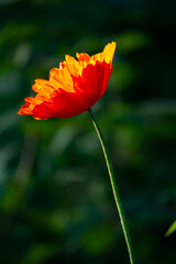 Red poppy flower on green background