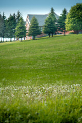 Fototapeta na wymiar House in a field of dandelions