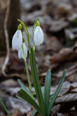 White snowdrop flower, close up. Galanthus blossoms illuminated by the sun in the green blurred background, early spring. Galanthus nivalis bulbous, perennial herbaceous plant in Amaryllidaceae family