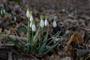 Early spring snowdrops, Galanthus nivalis, selective focus and diffused background