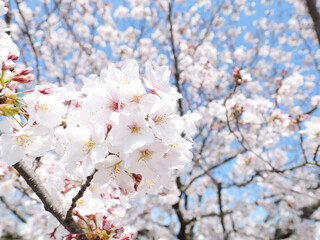 Cherry blossoms in full bloom under the blue sky in spring, Sakura flower, Nature or environment background