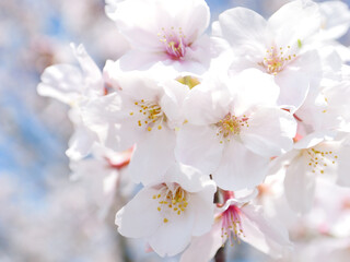Cherry blossoms in full bloom under the blue sky in spring