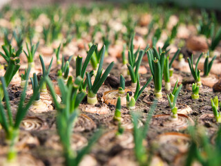 planting spring onions on a feather. green onion sprouts making their way in the sun