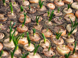 planting spring onions on a feather. green onion sprouts making their way in the sun