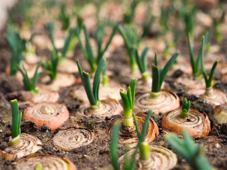 planting spring onions on a feather. green onion sprouts making their way in the sun