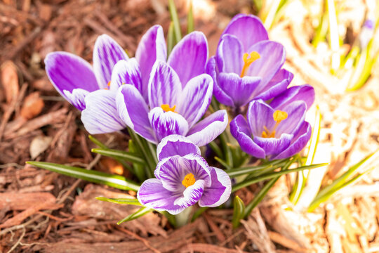 Shallow focus shot of crocus flowers in the garden in bright sunlight with blurred background