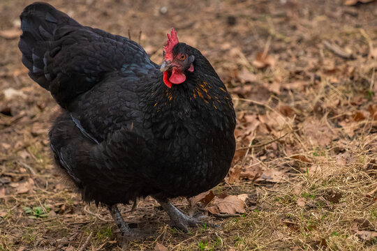 Beautiful australorp chicken standing on the garden ground during daytime with blurred background