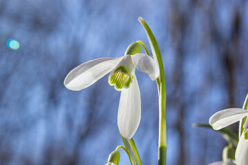 Early spring snowdrops, Galanthus nivalis, selective focus and diffused background
