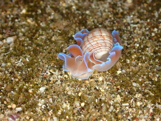 Pink bubble snail in Reunion island during night dive