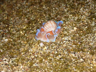 Pink bubble snail in Reunion island during night dive