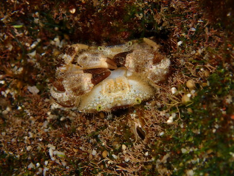 Small crab of the reef in Reunion island