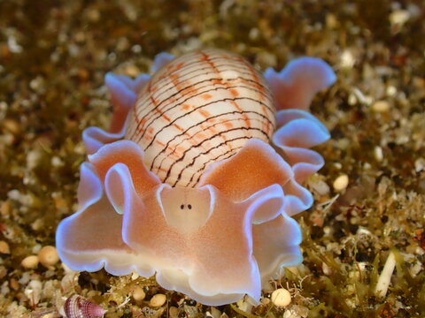 Pink bubble snail in Reunion island during night dive